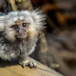 "They trained me to grasp objects" 29_Marmoset_baby F1575 (2)