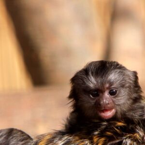 2_Marmoset Baby male W6F "They Opened Up My Skull"