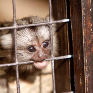 3_Marmoset_baby female W6J. "I was given fluorescent tracer injections to study my brain"