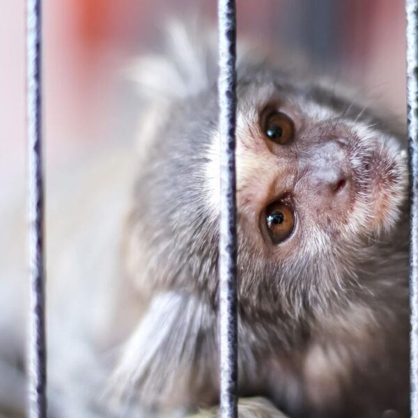 4_Marmoset female 2 yo W6G (1) "I was only 43 days old when they opened up my brain"