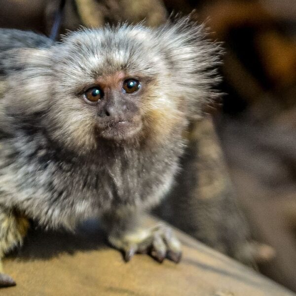 5_Marmoset female 2yo baby W18 square. "They fixed my bones back into my skull with dental acrylic"