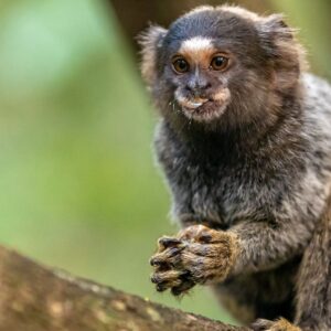6_Marmoset female CJ170 "Myself and eight of my friends were injected in our brains"