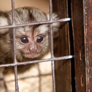"My brain was damaged when I was just six weeks old" 7_Marmoset female baby_W6H (2)
