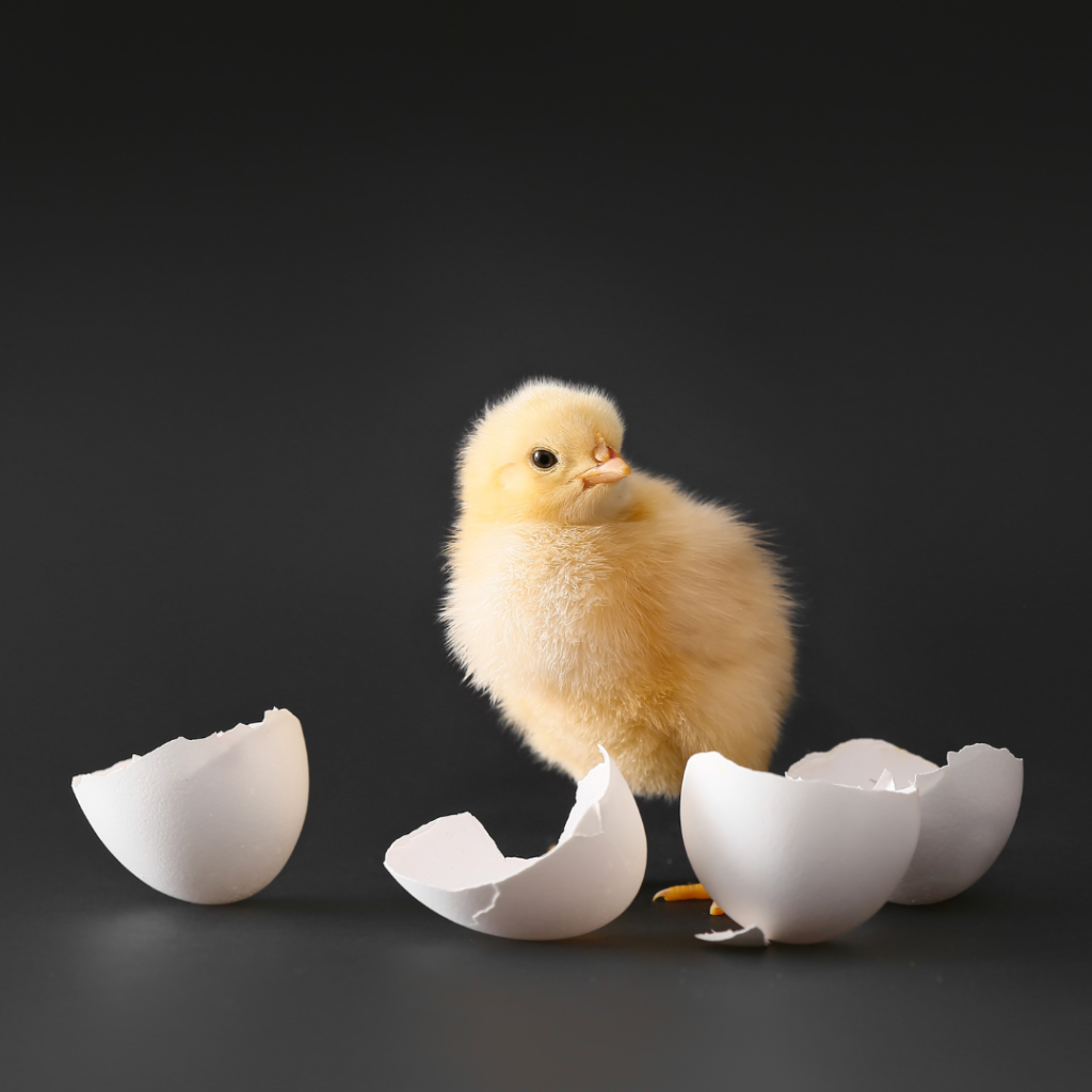 Chicken coming out of an egg. For Students page, 2024