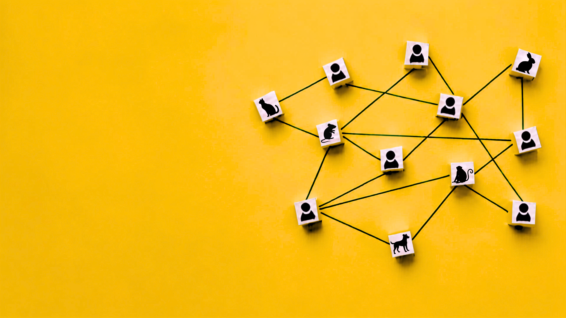blocks with icons representing a person, cat, dog, monkey and mouse connected by lines on a yellow background.